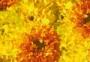 Seminte profesionale Tagetes erecta - Craite inalte - imagine 48950
